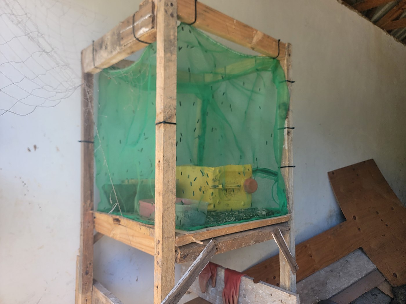 Black soldier fly breeding enclosure at Prime Maggot Farm