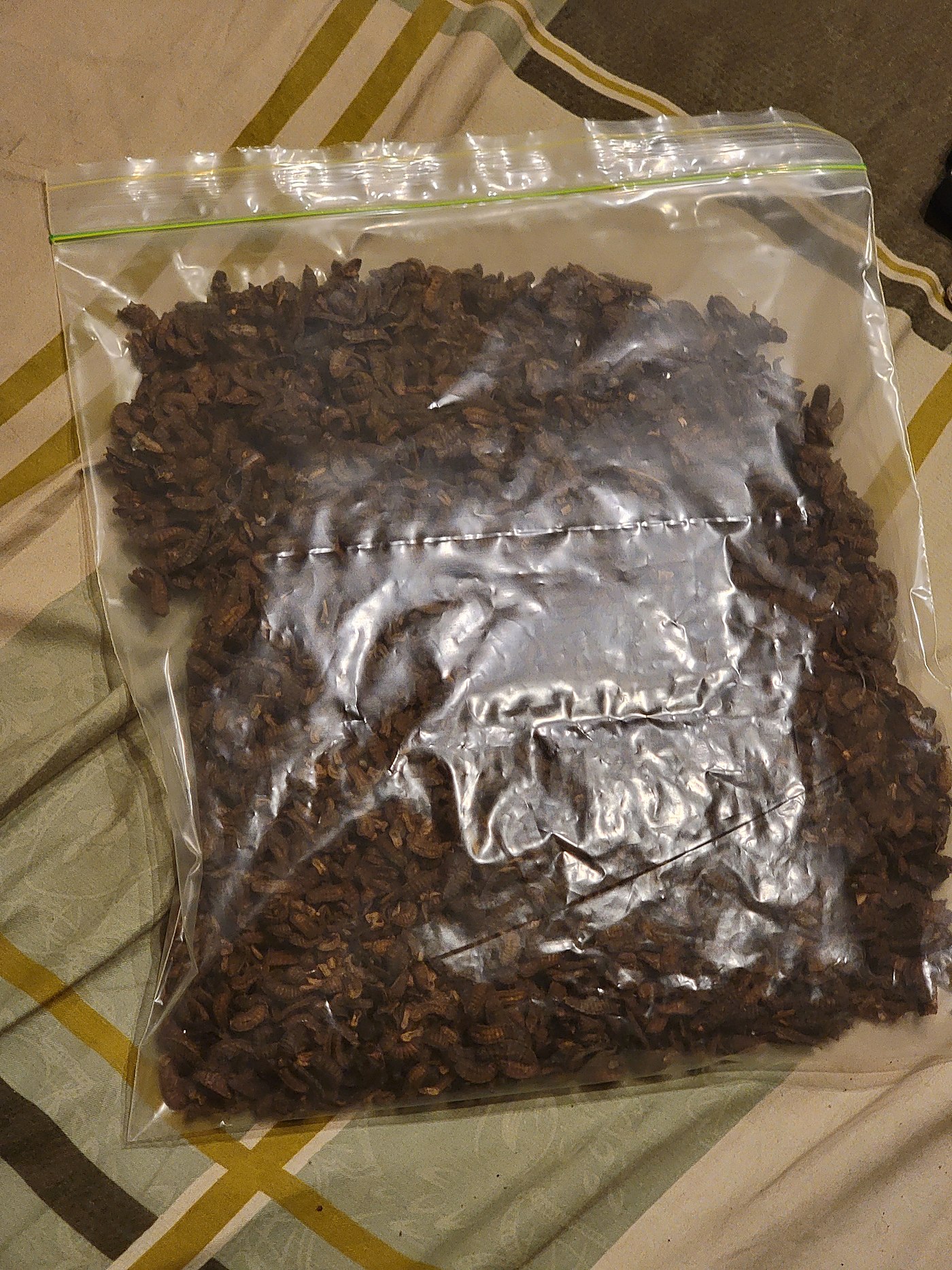 Bagged dried black soldier fly larvae product