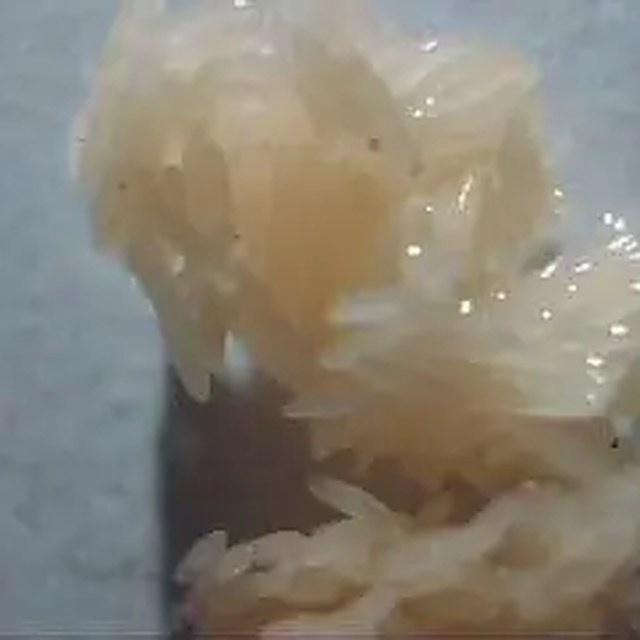 Cluster of black soldier fly eggs
