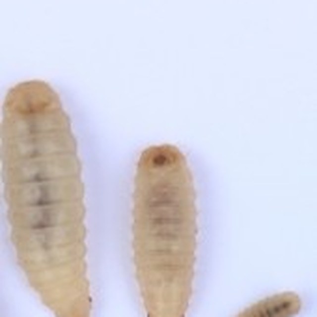 Black soldier fly larvae (BSFL) at different sizes