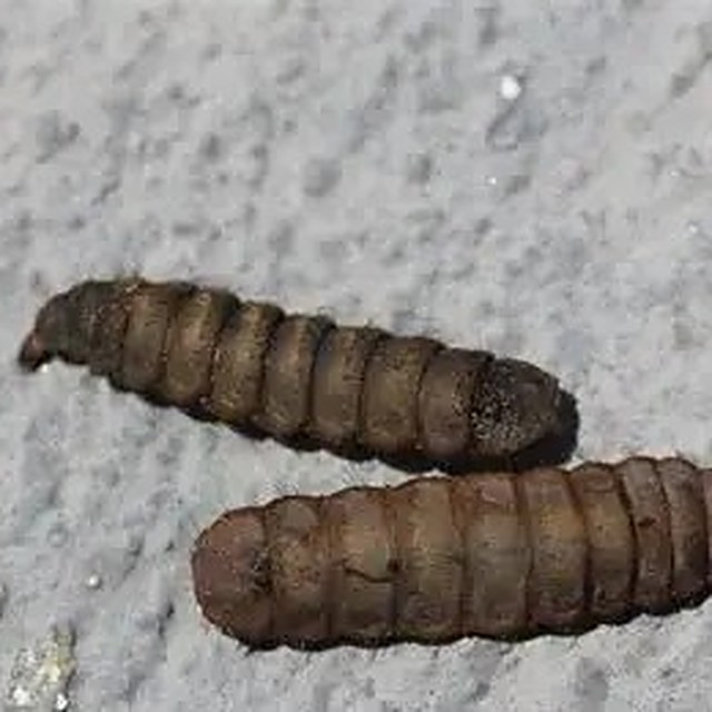Black soldier fly prepupae, darkened and no longer feeding