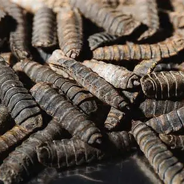Black soldier fly pupae encased in hardened larval skin