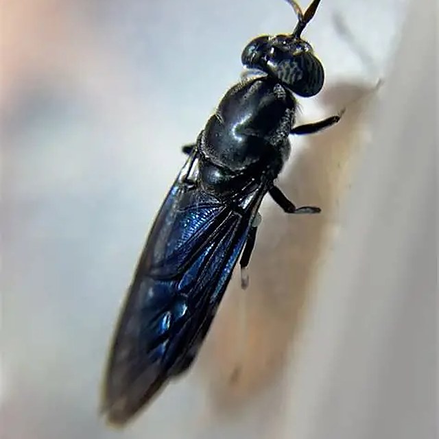 Adult black soldier fly